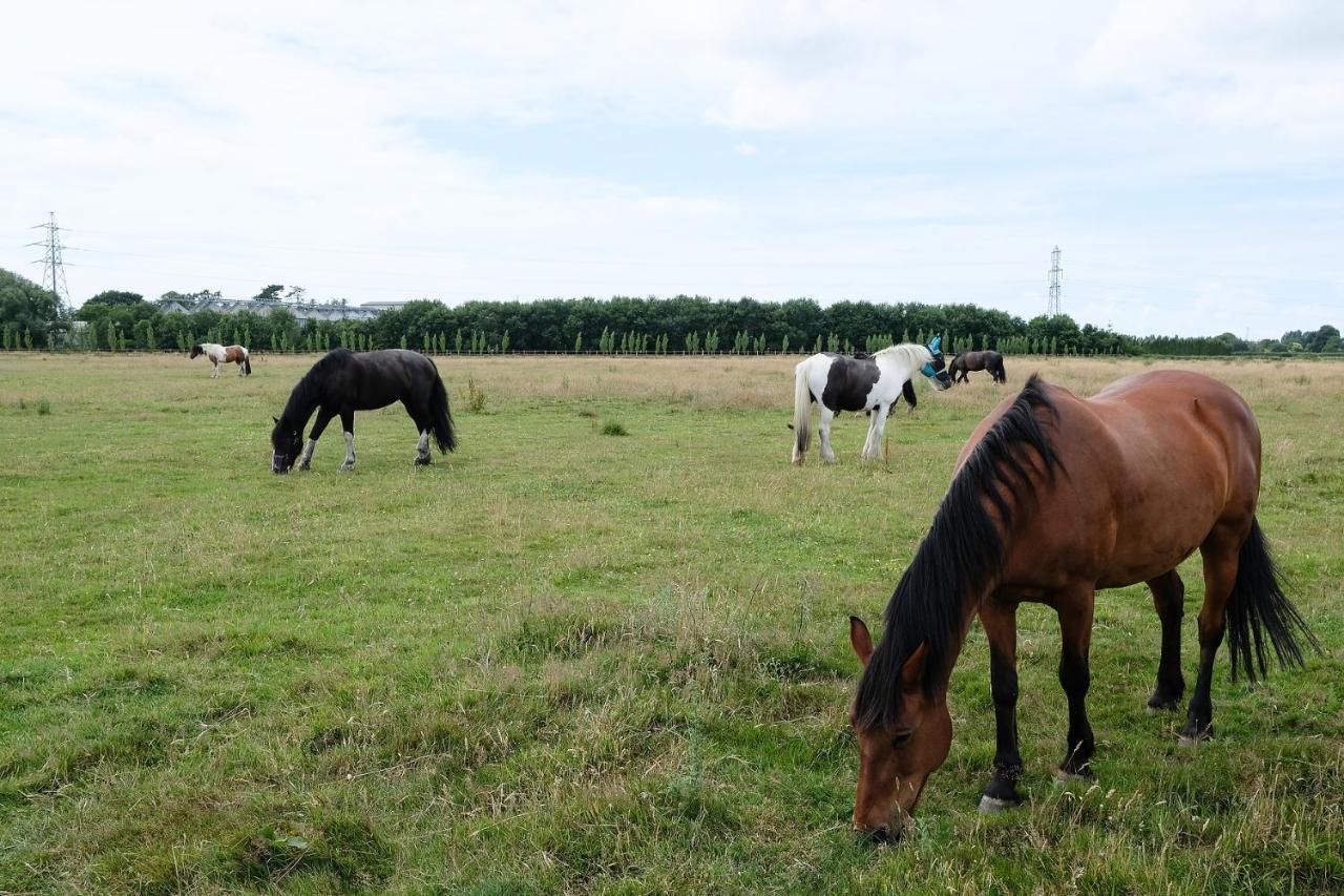Willowbrook Riding Centre Chichester Buitenkant foto